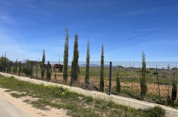 IMG_0930